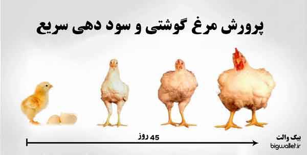 1550059367 187 - طرح توجیهی کسب و کار آفرینی توليد مرغ گوشتی