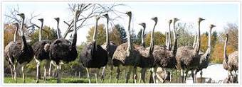 OSTRICH FARM 1553326412 709 - OSTRICH FARM