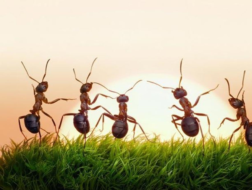 پاورپوينت اعجاز و عجایب خلقت مورچه در قرآن