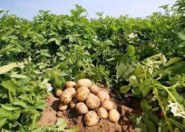 تحقیق بررسی تاثیر عوامل مختلف کشت سیب زمینی در غرب اصفهان 1566517047 4862 - تحقیق بررسی تاثیر عوامل مختلف کشت سیب زمینی در غرب اصفهان