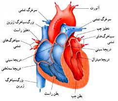 1567702076 4862 - تحقیق آناتومی قلب