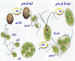 1567710152 4862 - تحقیق تولید مثل جنسی در جانداران