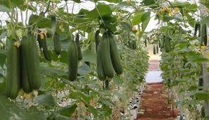 تحقیق کاشت خیار در گلخانه 1568650396 4862 - تحقیق کاشت خیار در گلخانه