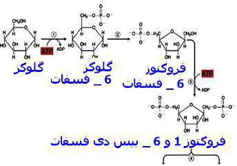 1572376488 392 - قند ها و متابولیسم