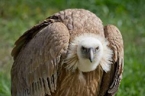 پاورپوینت کرکس و شگفتی های آن (Vulture) 1575727775 2193 - پاورپوینت کرکس و شگفتی های آن (Vulture)