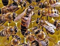 1579003024 8524 - پاورپوينت توليد مثل و تشکلات کندوي زنبور عسل 50 اسلايد