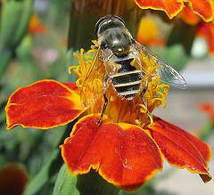 1579013902 8524 - تحقیق درباره زنبور عسل 47 ص