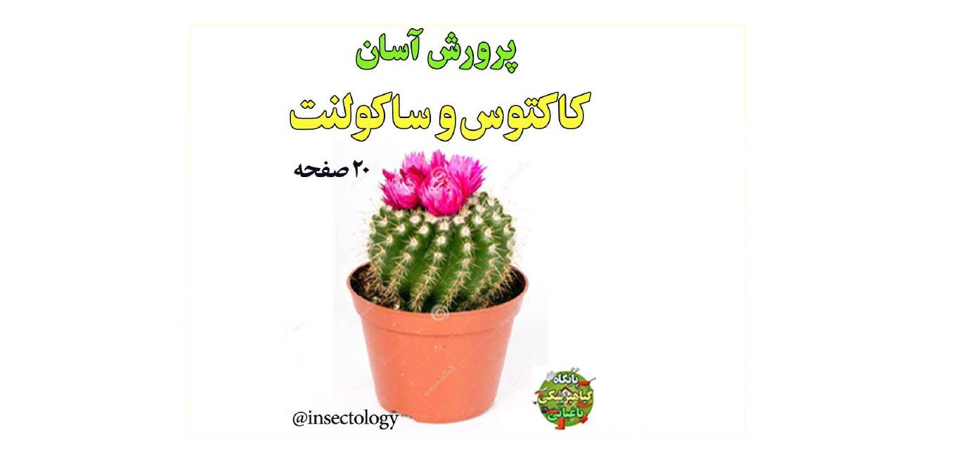 1581675185 4212 - پرورش کاکتوس و ساکولنت