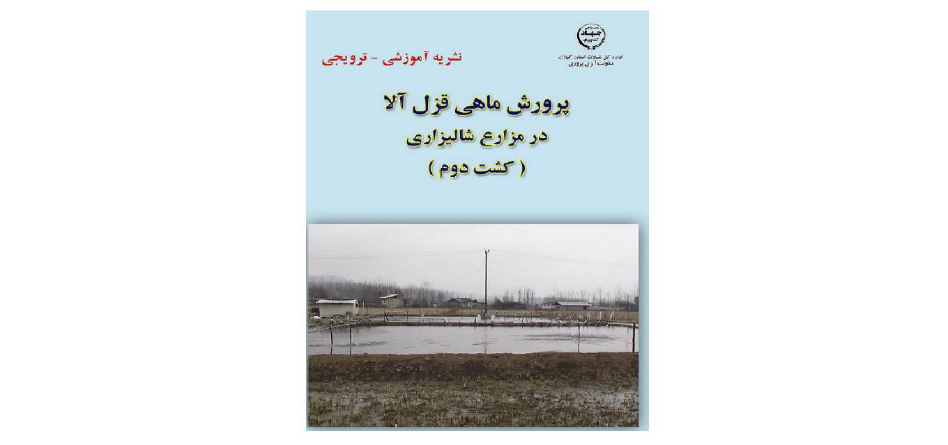 1582231308 4212 - پرورش قزل آلا در شالیزار