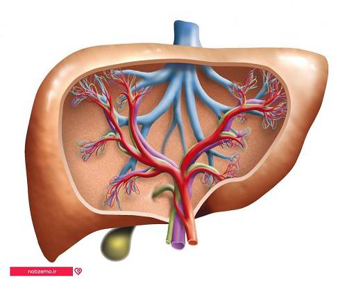 1590496323 4828 - پاورپوینت عملکرد طبیعی کبد