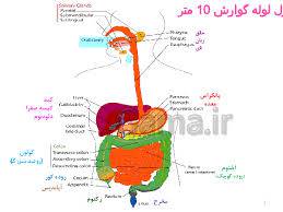 1604068456 5739 - پاورپوینت زیست شناسی دهم مبحث گوارش