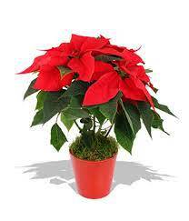 پاورپوینت گیاهان زینتی