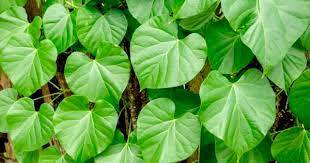 پاورپوینت گیاه شناسی