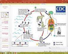 پاورپوینت بيماري هتروفيس هتروفيس