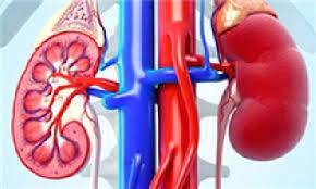 پاورپوینت تست هاي كليوي