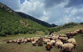 پاورپوینت دام اجـــرا