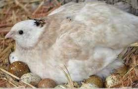 پاورپوینت کلیاتی در مورد پرورش بلدرچین