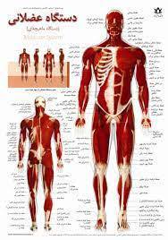 پاورپوینت ساختمان و عمل دستگاه عضلانی بدن