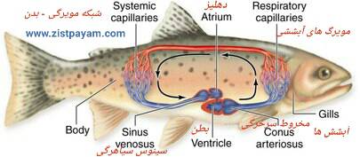 مروری بر برخی پارامترهای بیو شیمیایی خون ماهی  100 صفحه