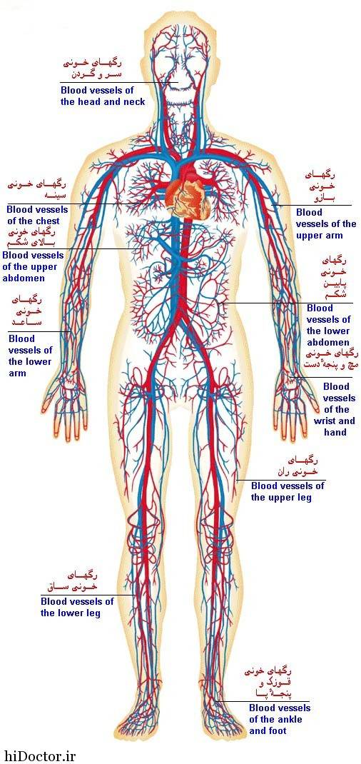 طرح جابر ساختار بدن